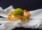 Japanese anemone.jpg